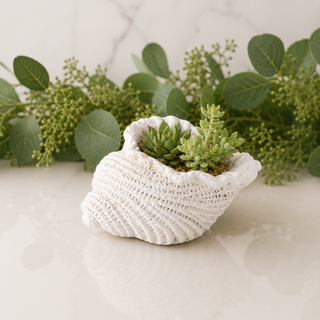 White Weathered Conch Shell Planter - 5.5"