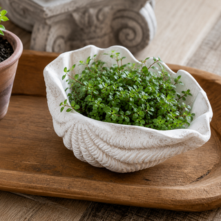Oyster Bay Clam Shell Planter - 10"