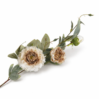 Cream & Brown Peony Stem - 35"