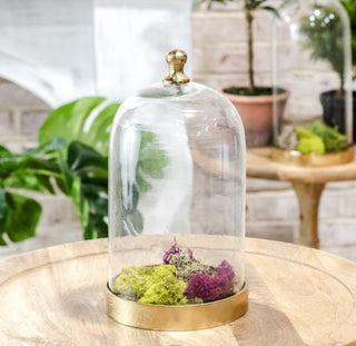 Glass Cloche with Gold Base  12 "