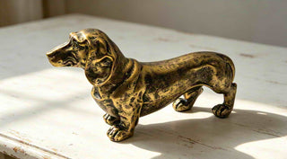 Frank - Dachshund